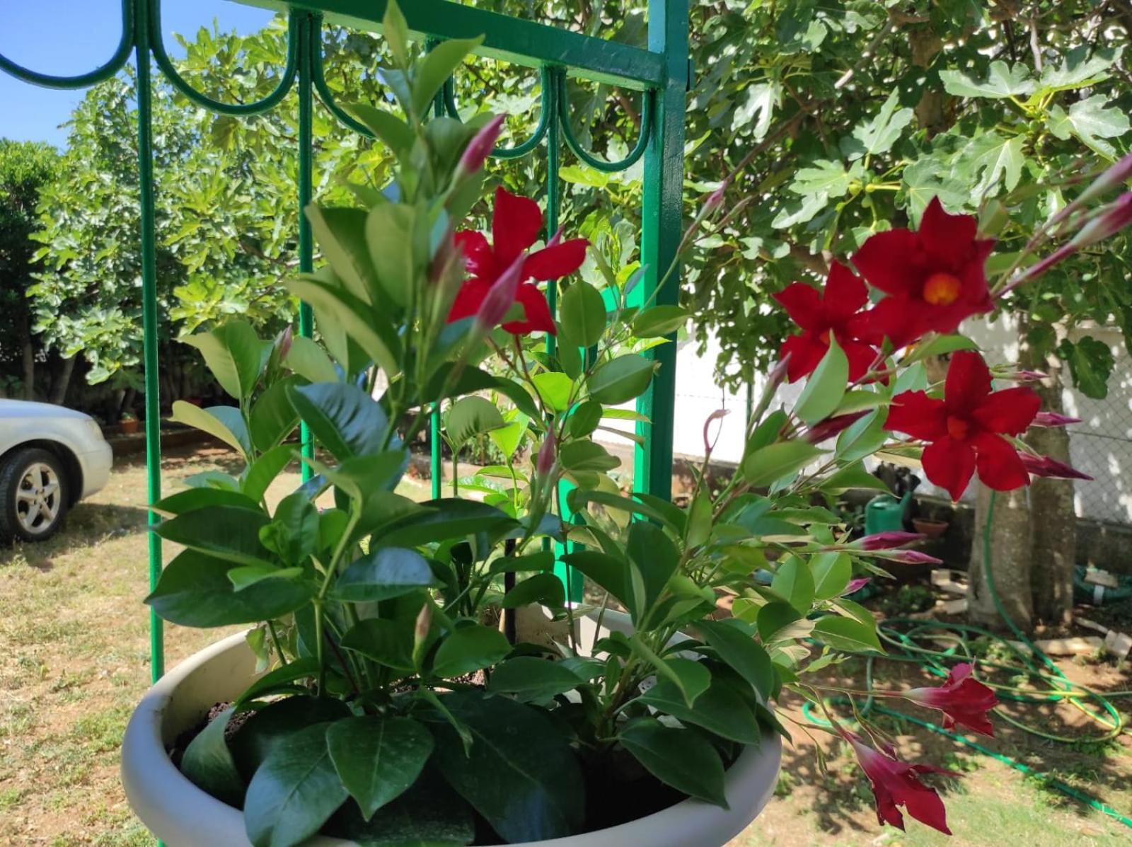 Apartment With Terrace And Garden พิโรวัซ ภายนอก รูปภาพ